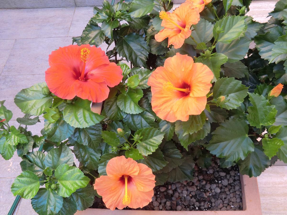 Il Giardino Di Alisa Bed & Breakfast ติโวลี ภายนอก รูปภาพ